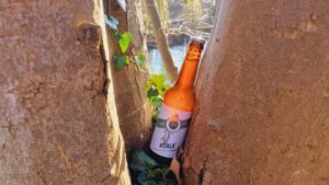 Hopfengarten Bamberg Koala6