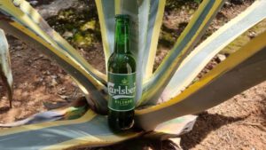 Carlsberg Danish Pilsner6