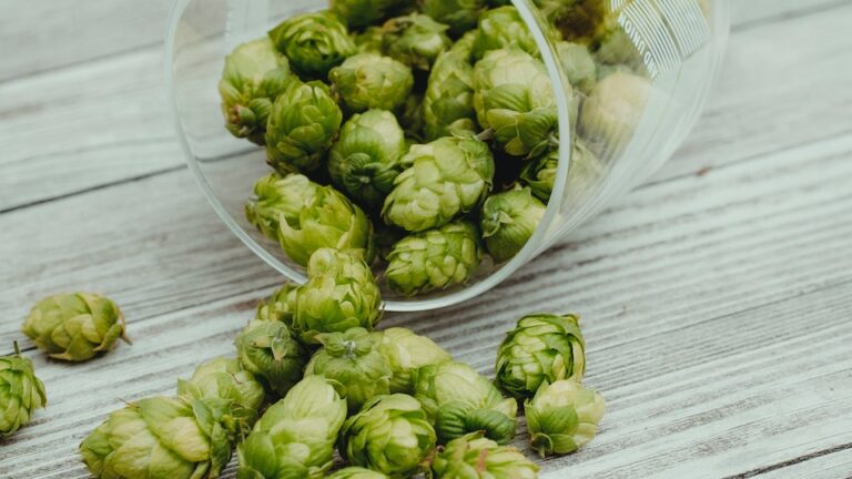 Die Geschichte des Hopfens Entdeckung, Verwendung und Entwicklung