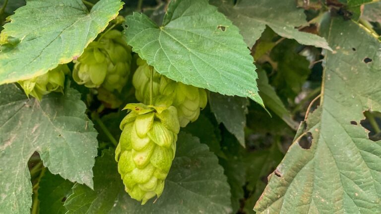 Hopfen als Schlafmittel Hilft beim beim Schlafengehen