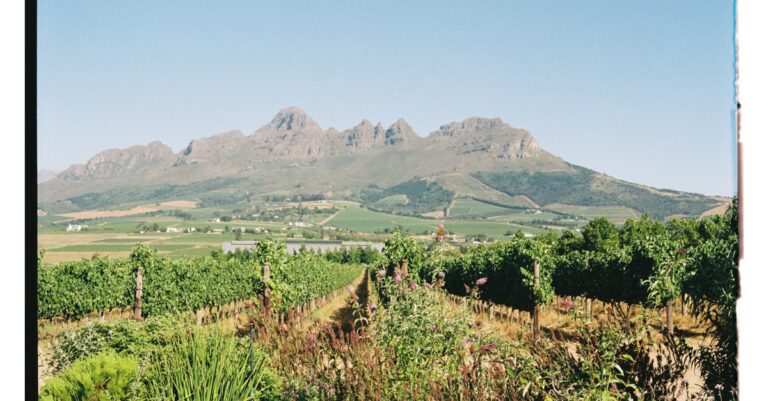 Südafrikanische Weinberge in Stellenbosch vor einer Berglandschaft